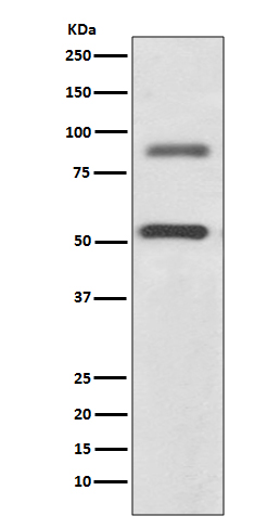 WB - Anti-DCAMKL1 Rabbit Monoclonal Antibody ABO13904